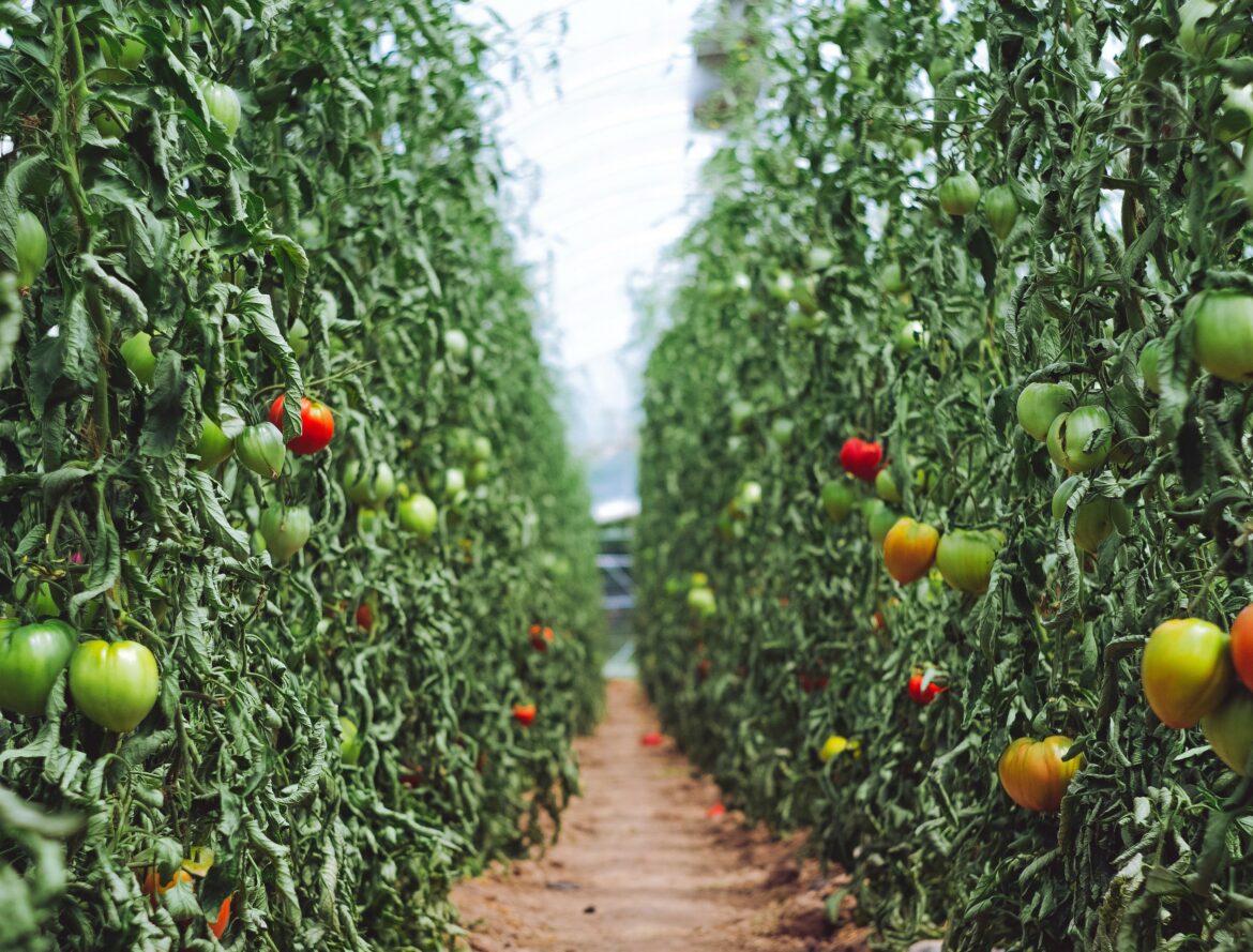 Agribusiness Outlook