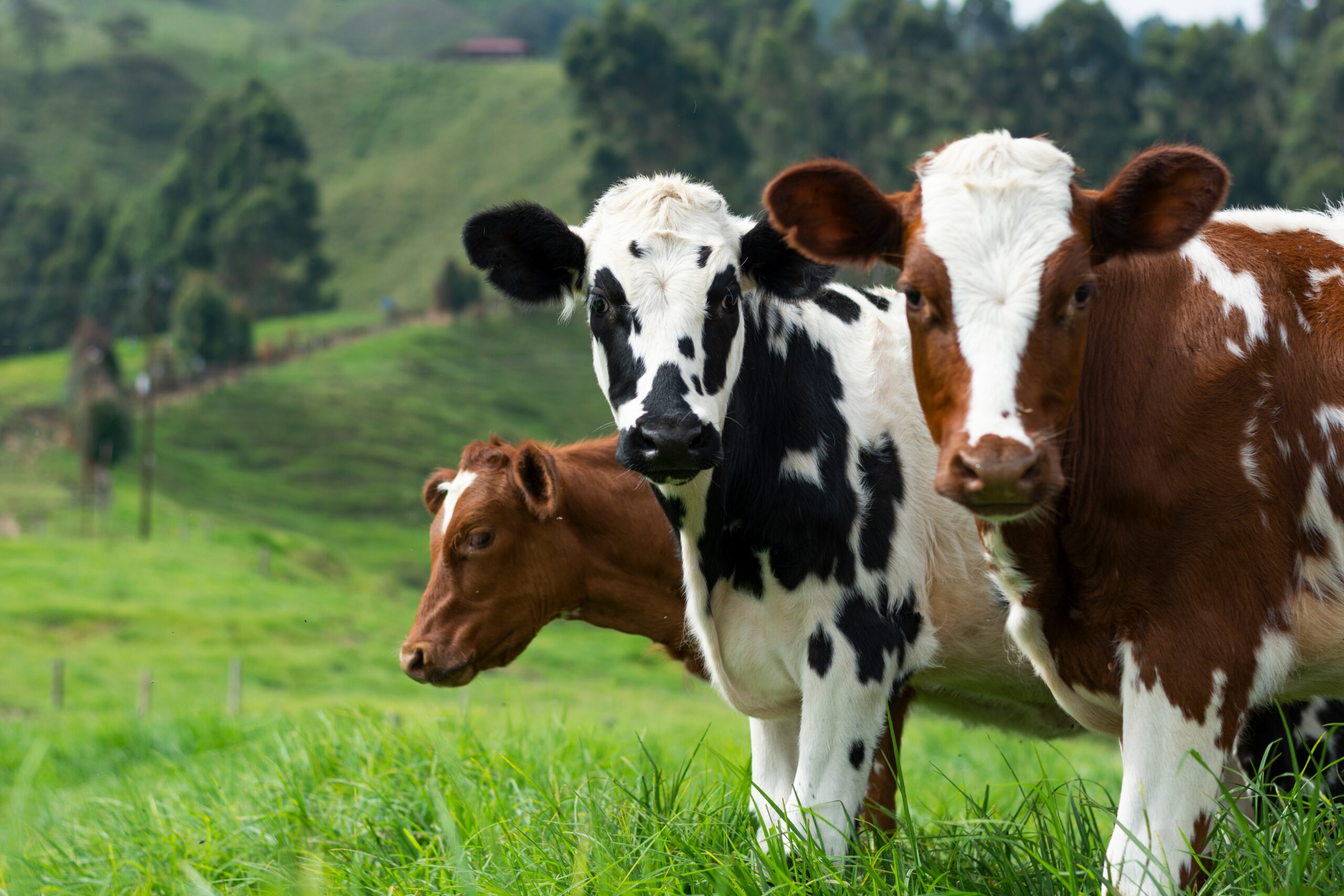 Beef production