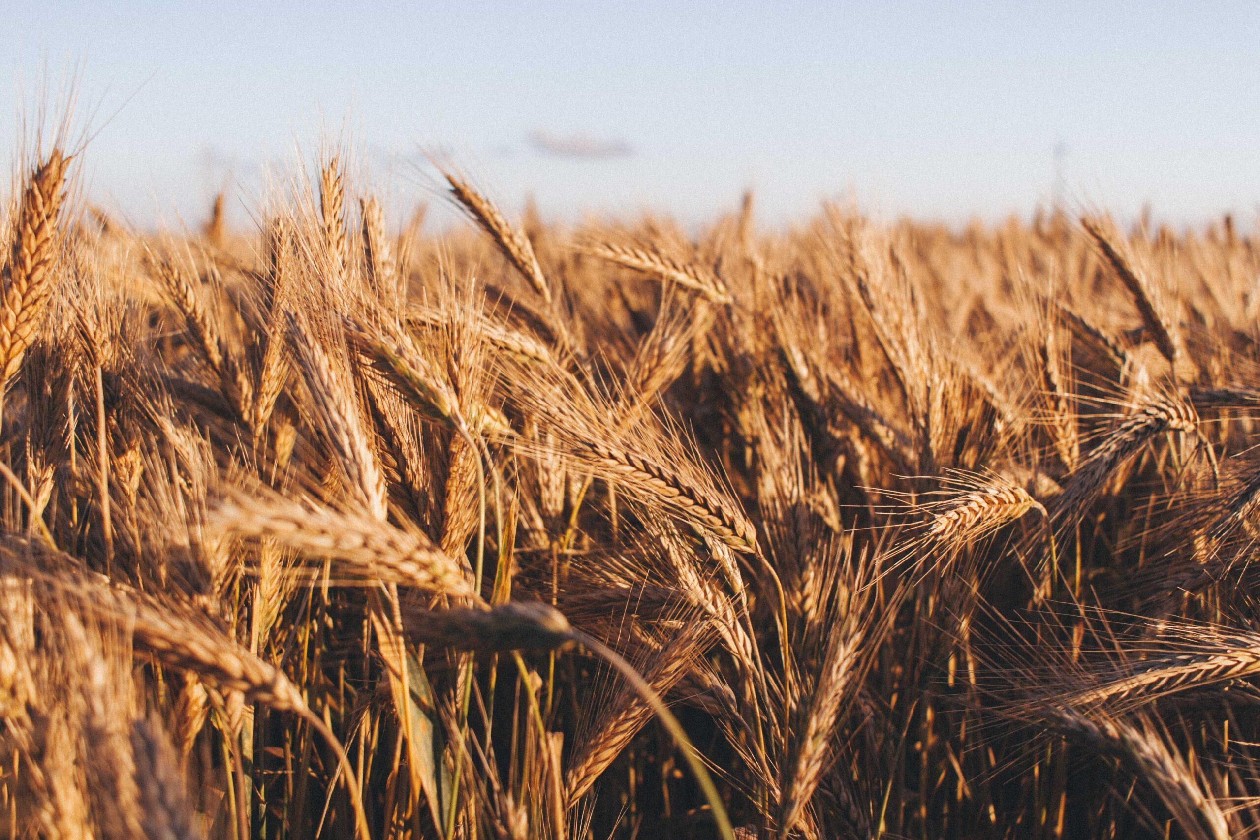 winter crop outlook