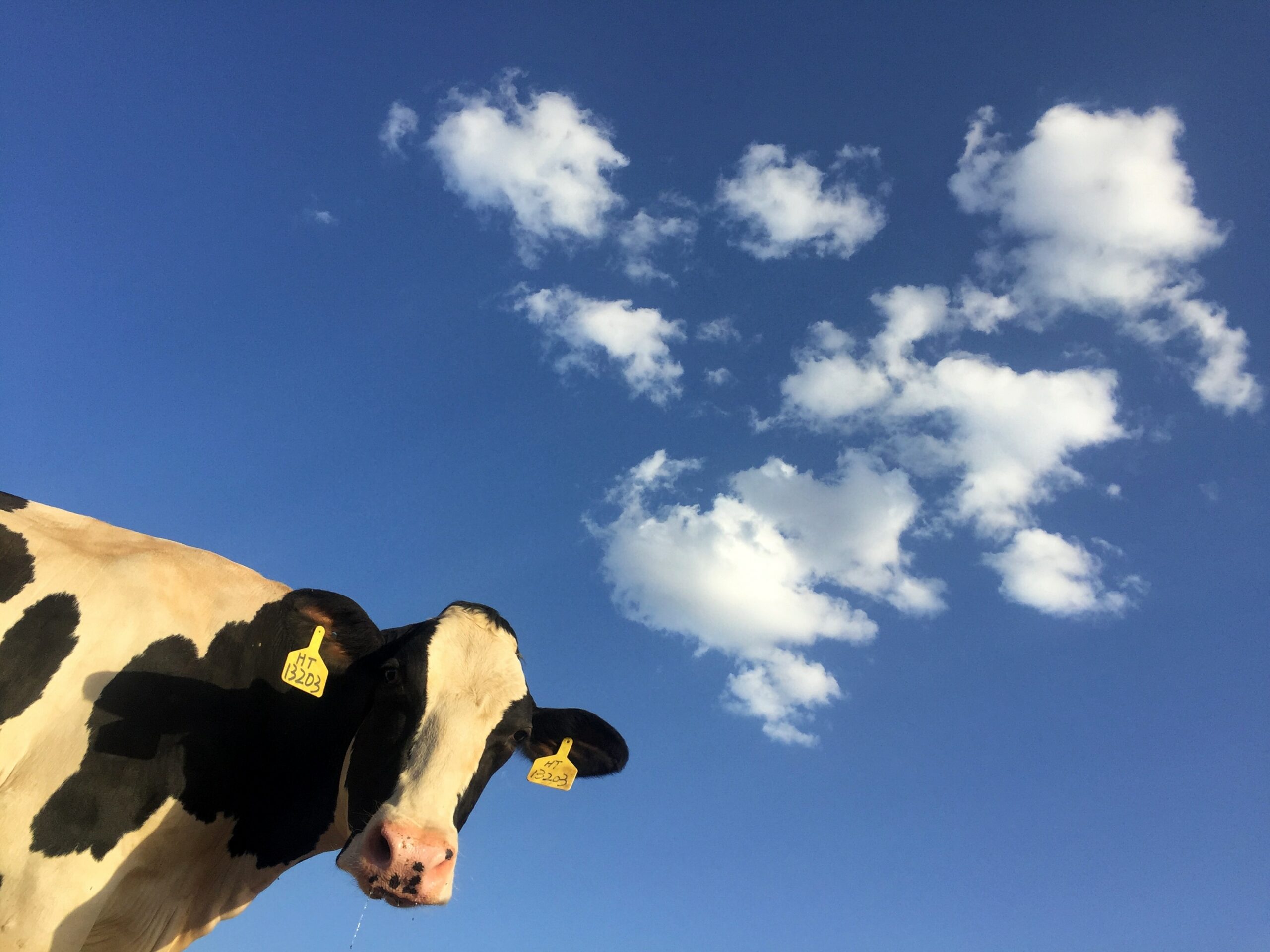 Australian milk