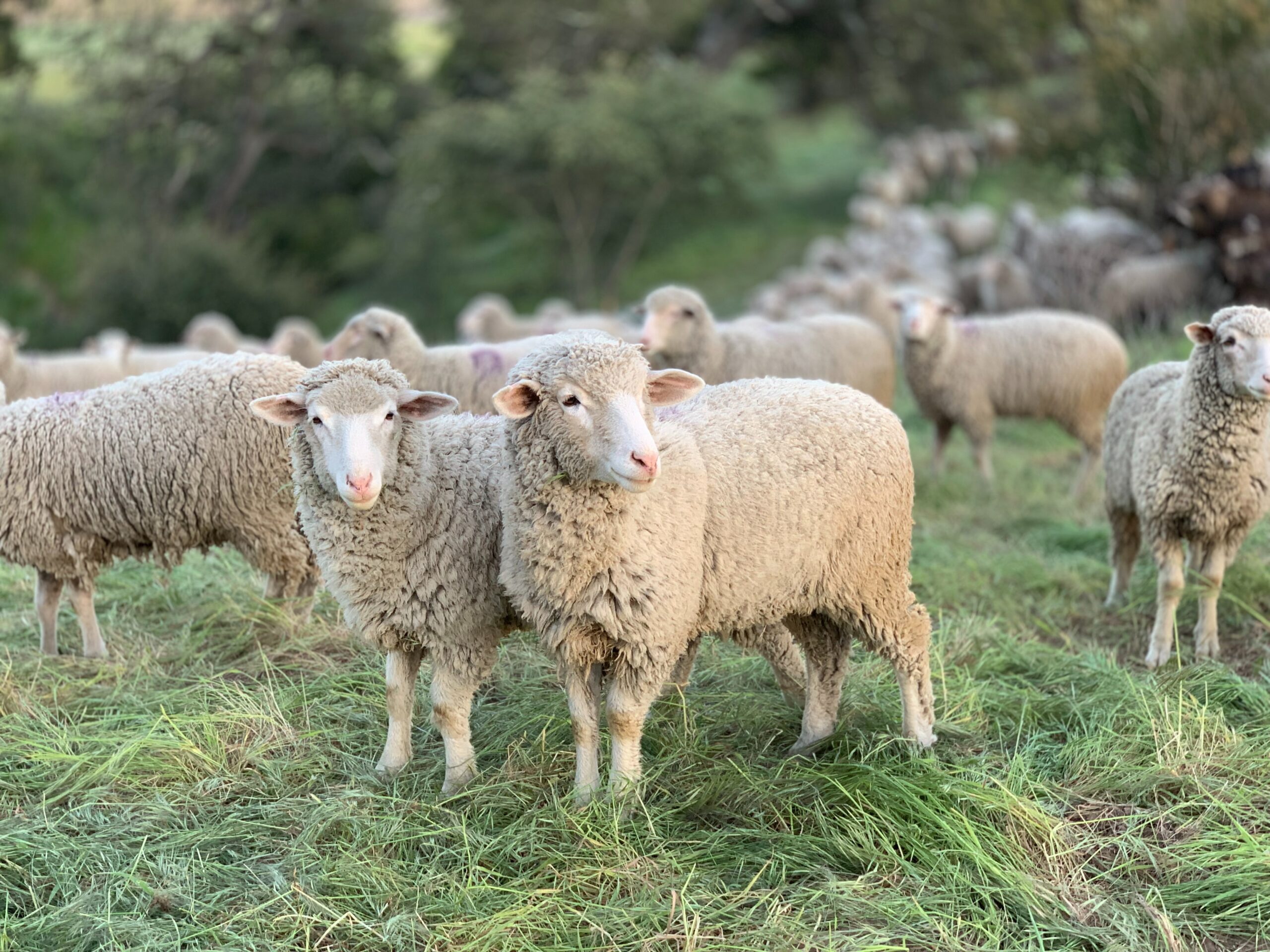 Wool and cotton