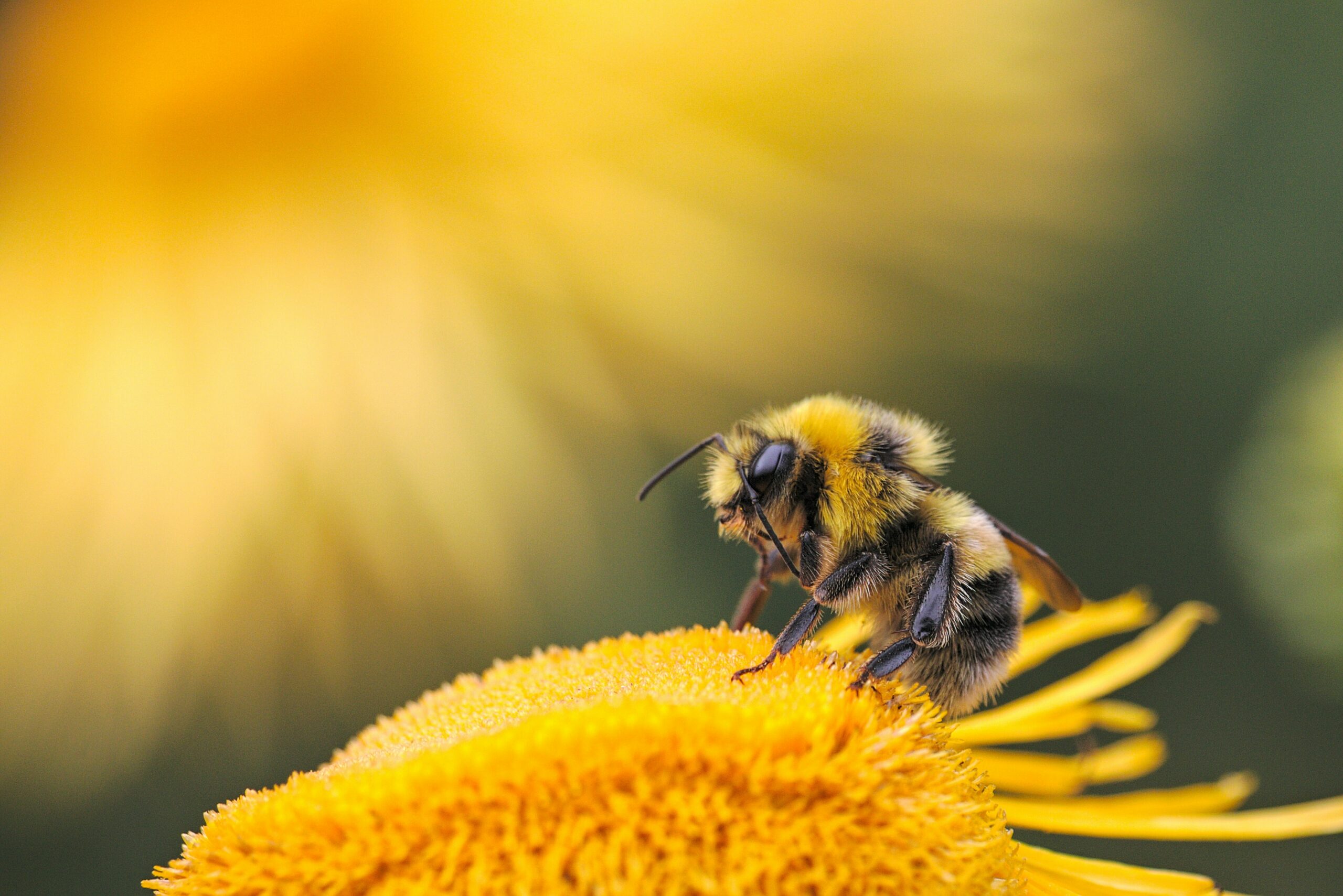 AI to track bees